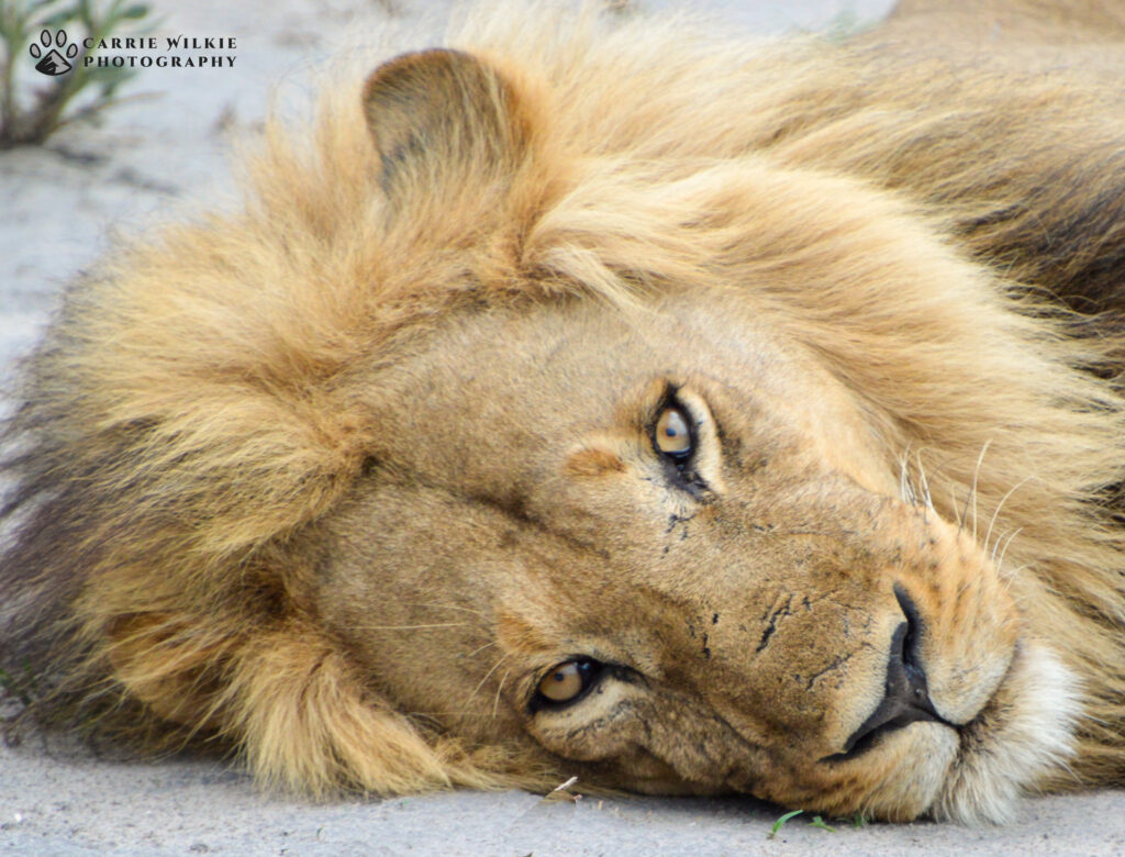 2018 botswana 17